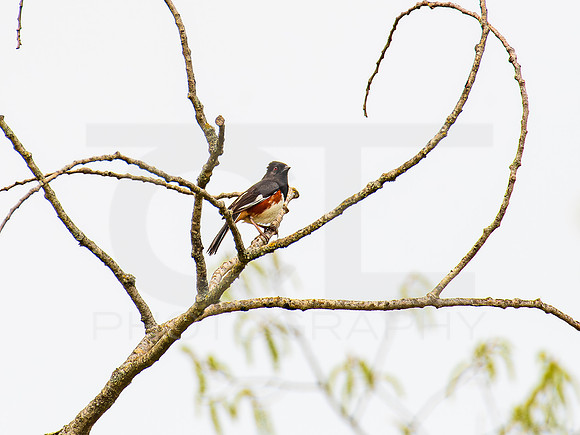 Easter Towhee 0001