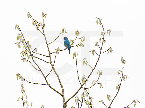 Indigo Bunting 0002