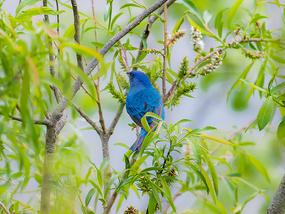 Indigo Bunting 0001