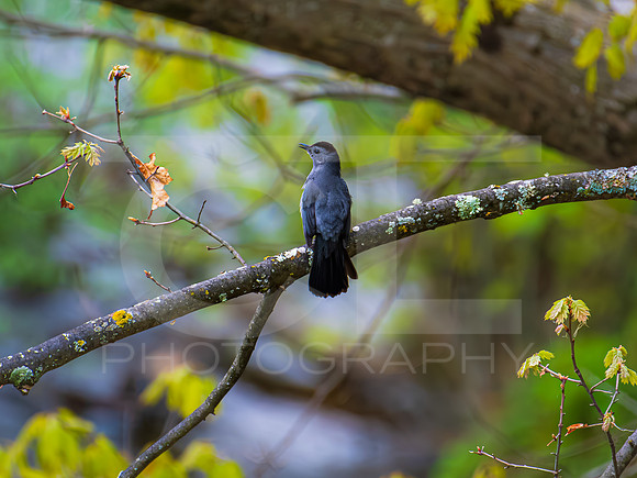 Gray Catbird 0001