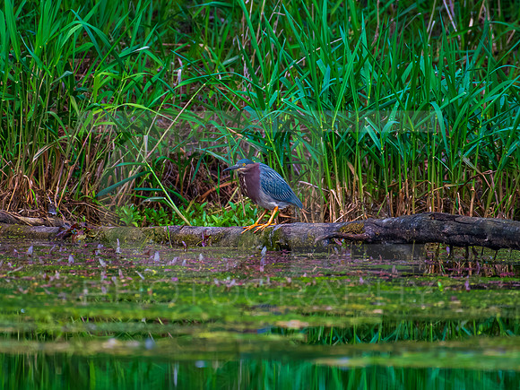 Green Heron 0001