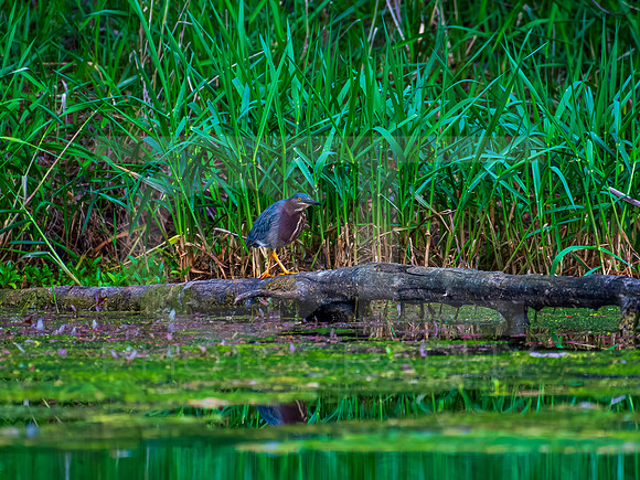 Green Heron 0003