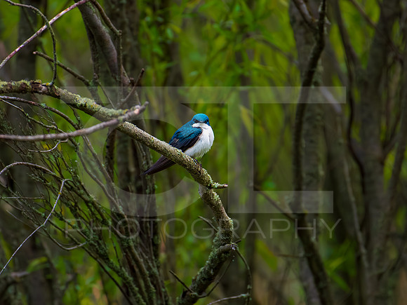 Tree Swallow 0006