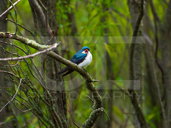 Tree Swallow 0007