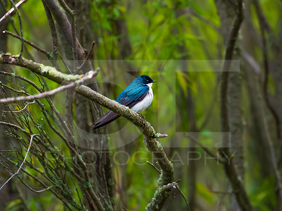 Tree Swallow 0005