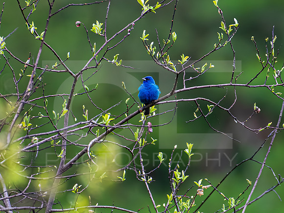 Indigo Bunting 0003