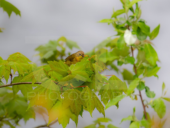 Wilson's Warbler 0001