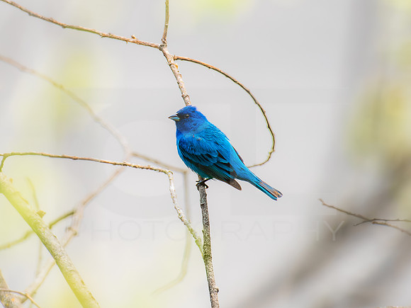 Indigo Bunting 0004