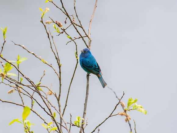 Indigo Bunting 0005