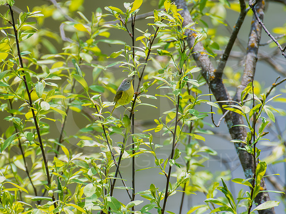 Nashville Warbler