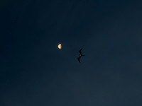 MTS_1037-3