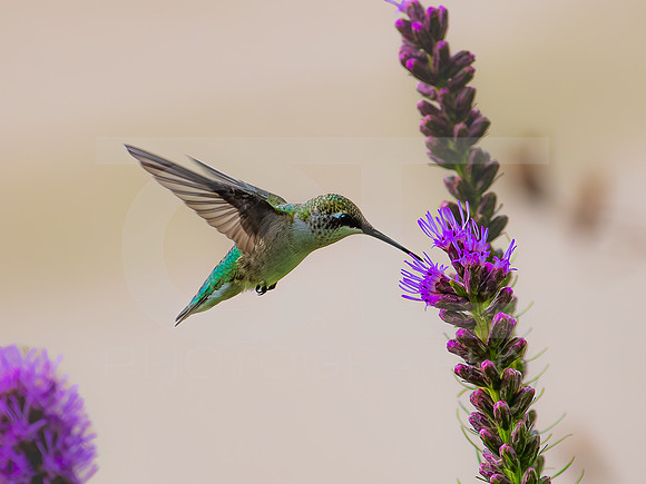 Humming bird - female 0001