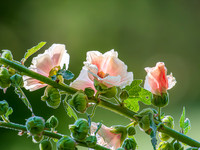 Hollyhock 0001