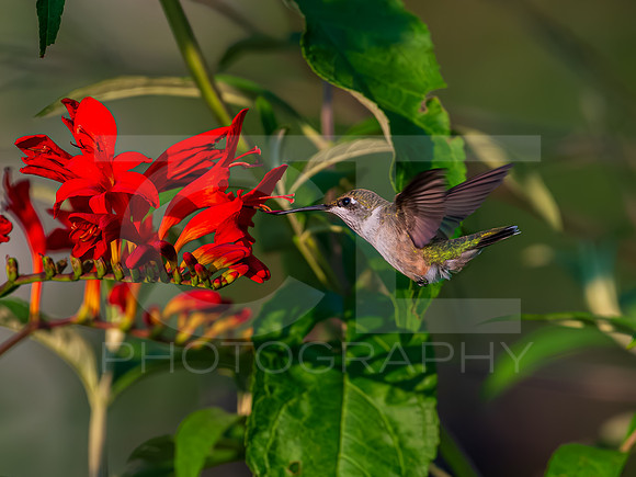 Humming bird - female 0003