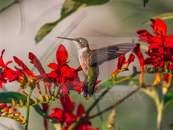 Humming bird - female 0002