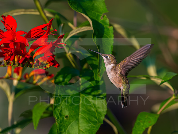Humming bird - female 0004