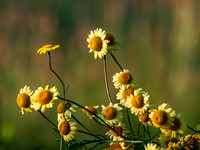 Oxeye Daisy 0001