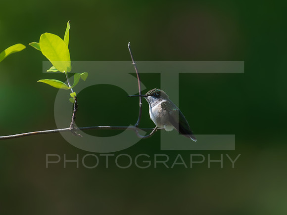 Humming bird - female 0005