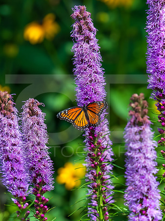 Viceroy 0001