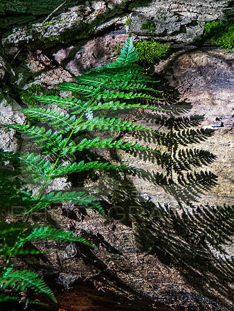 Miners Falls 0001