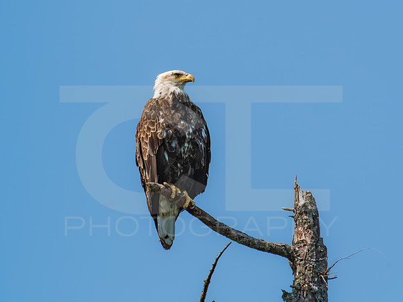 American Eagle - Juvenile - Grand Island 0001