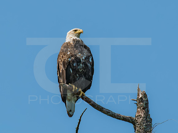 American Eagle - Juvenile - Grand Island 0002