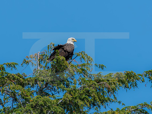 American Eagle - Juvenile - Grand Island 0004