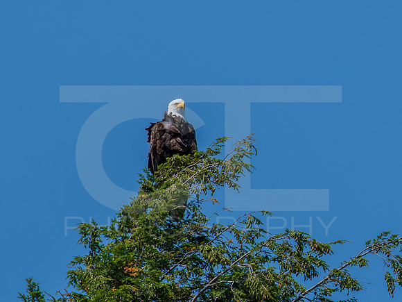 American Eagle - Juvenile - Grand Island 0005