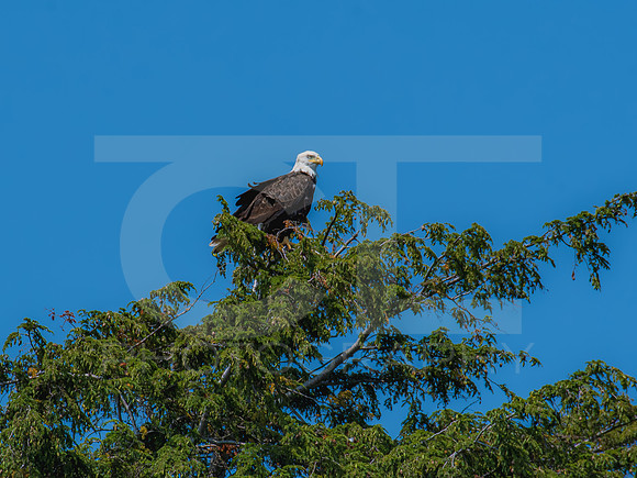 American Eagle - Juvenile - Grand Island 0006