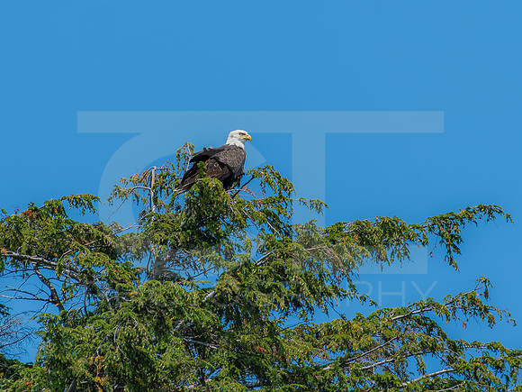 American Eagle - Juvenile - Grand Island 0007