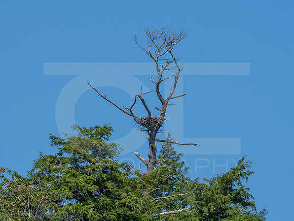 American Eagle - Nest - Grand Island 0001