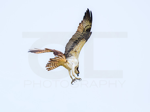 Osprey 0001