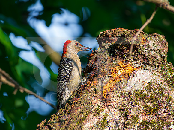 Red Bellied Woodpecker 0001