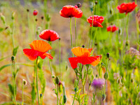 Poppies 0001