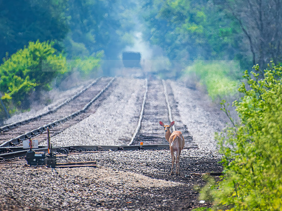 Deer 0002