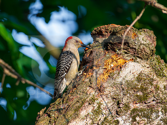 Red Bellied Woodpecker 0001