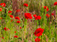 Poppies 0002