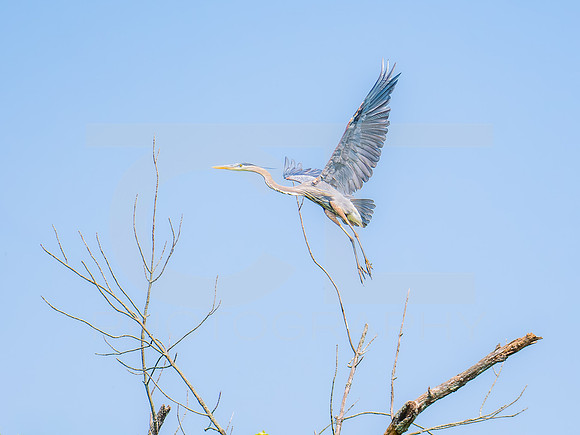 Great Blue Heron 0001