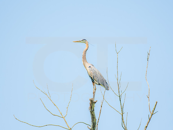 Great Blue Heron 0001