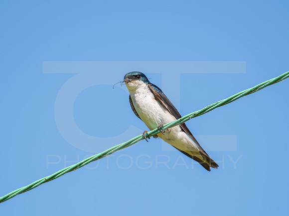 Tree Swallow 0008
