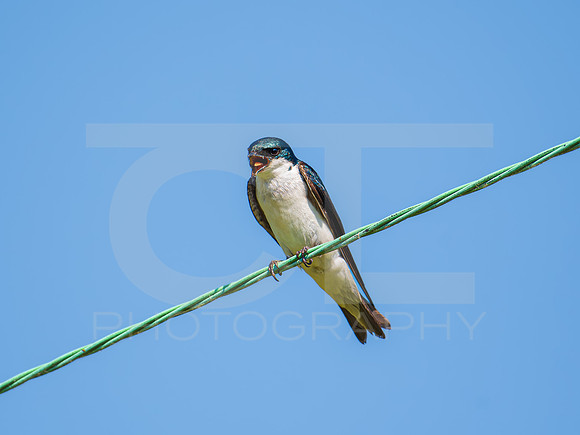 Tree Swallow 0009
