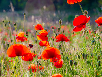 Poppies 0002