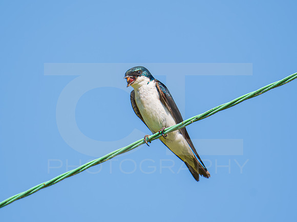 Tree Swallow 00010