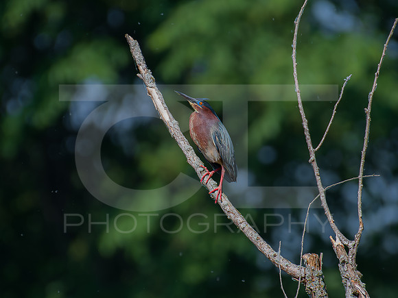 Green Heron 0002