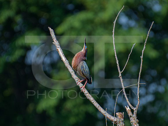 Green Heron 0003