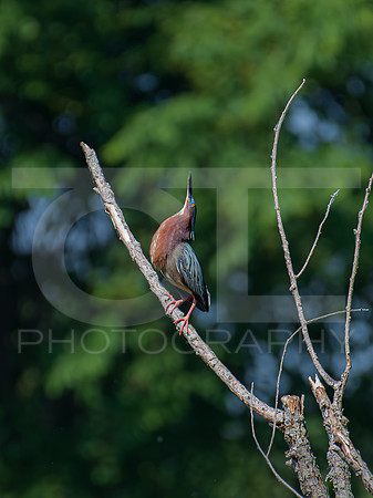 Green Heron 0004
