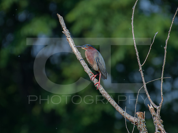 Green Heron 0001
