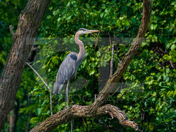 Great Blue Heron 0003