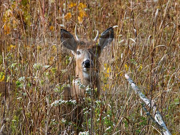 Deer 0001