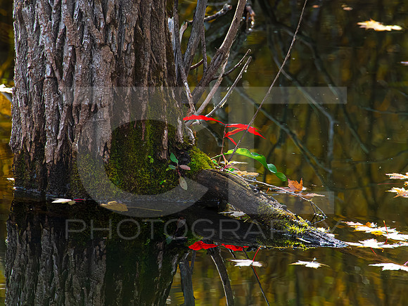 Reflection 0001